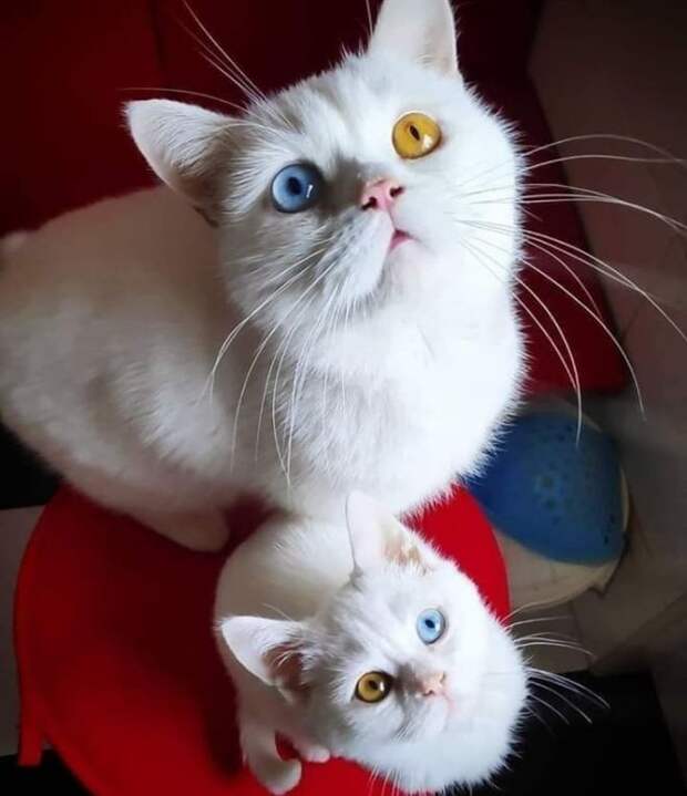 Цвет глаз