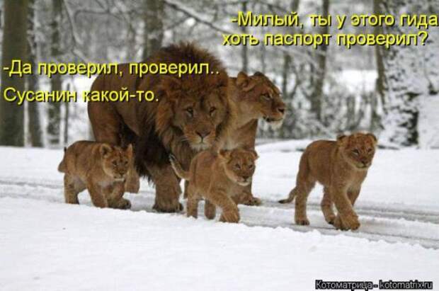 Котоматрицы(картинки с надписями)