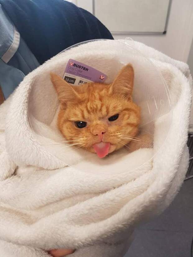 Сурового кота Сола сравнивают с Grumpy Cat