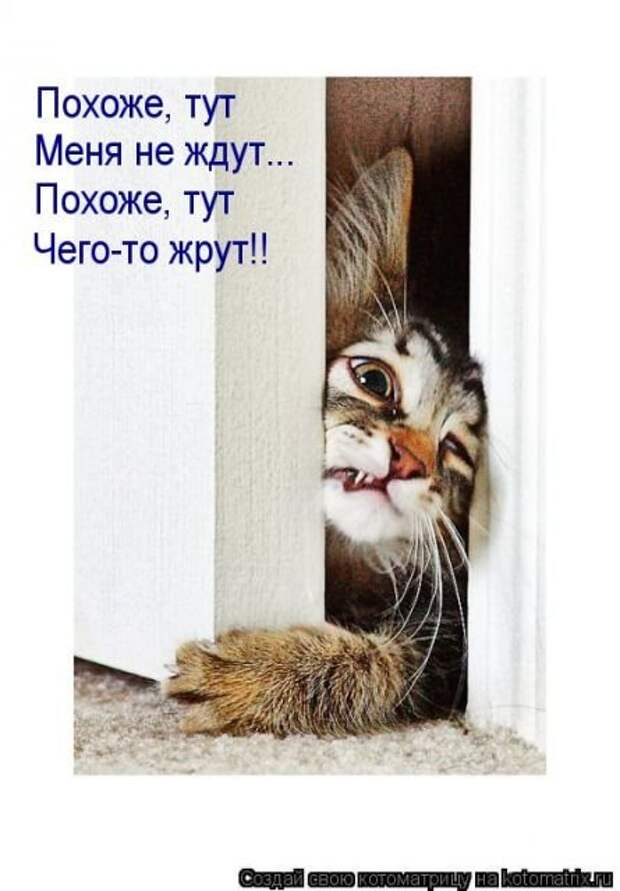 Лучшая котоматрица недели (30 фото)