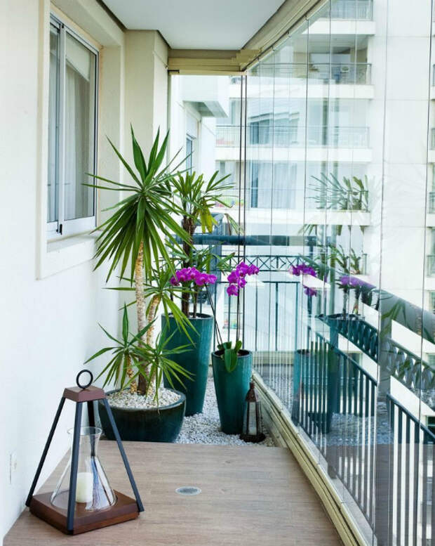 Растения на балконе. | Фото: Дизайн Эксперт.