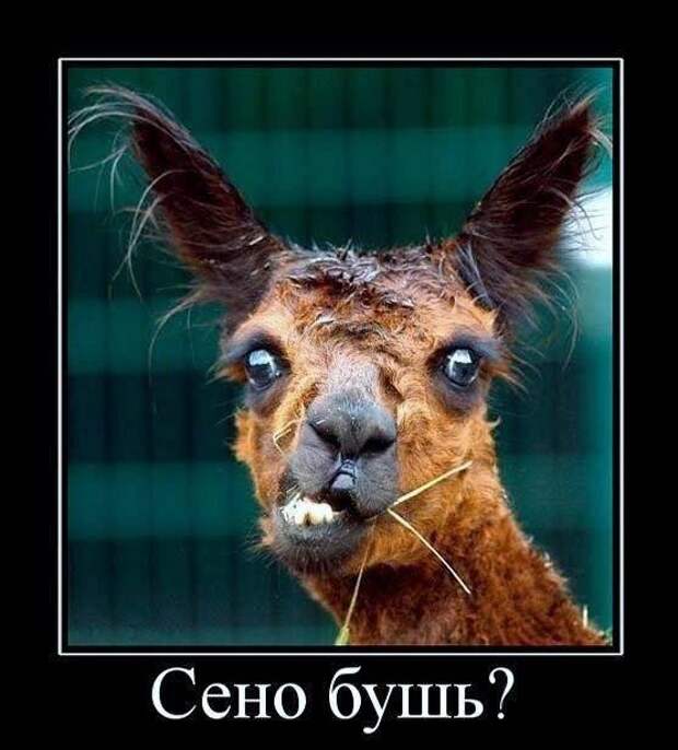 Демотиваторы про животных Демотиваторы про животных