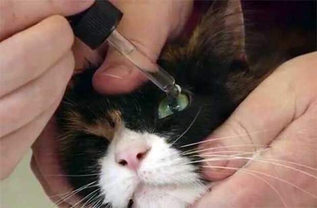 Как закапывать капли кошке в глаза