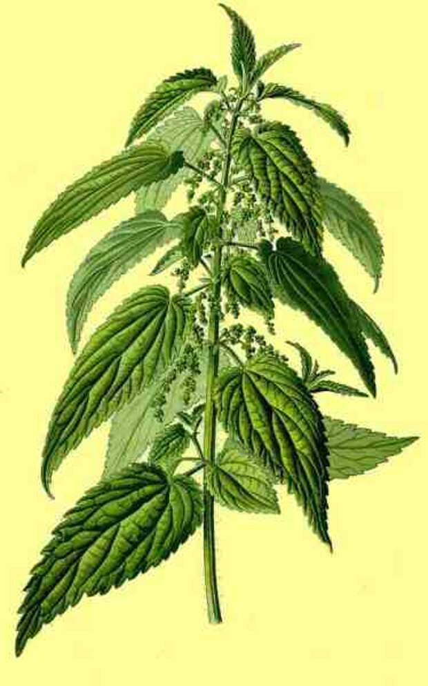 3925311_krapiva (374x600, 18Kb)