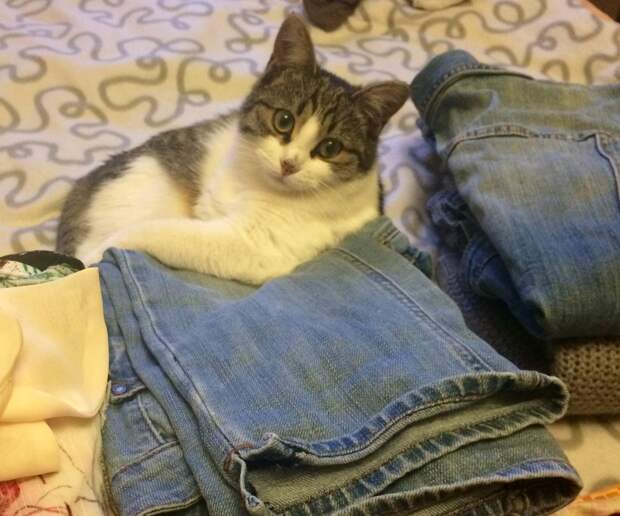 кошка 