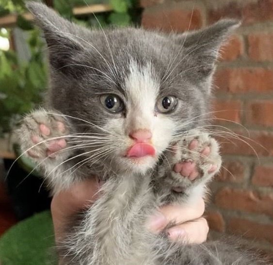 котенок в руках