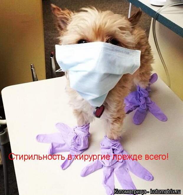 Котоматрица: Стирильность в хирургие прежде всего!