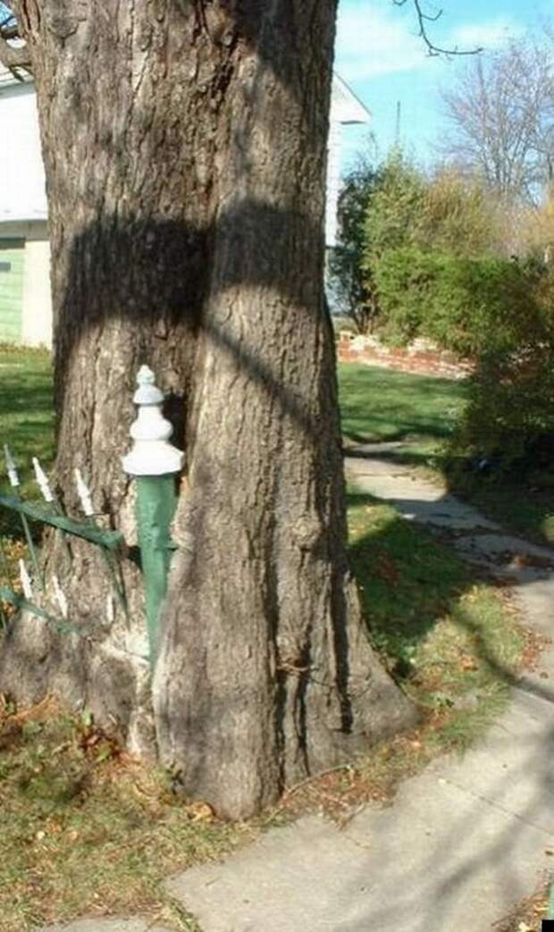Сила природы (25 фото)