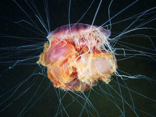16 удивительных фото российского биолога, раскрывающих тайны морских глубин