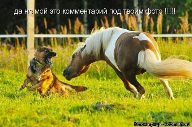 Котоматрицы(картинки с надписями)