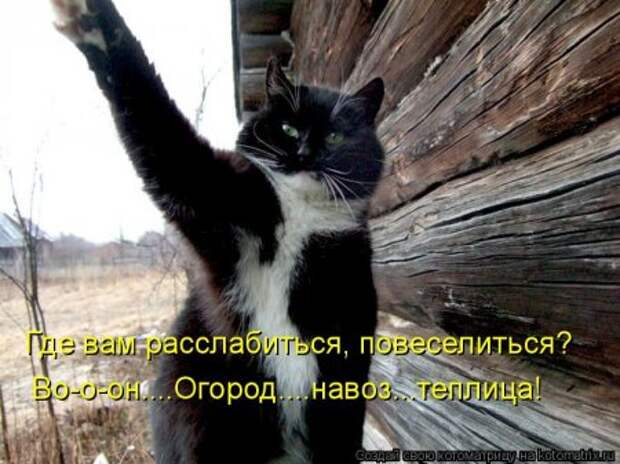Фото животных с прикольными надписями 