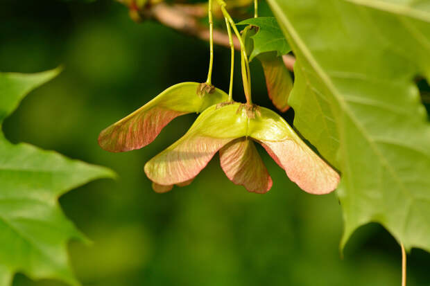 ПНИПУ: американский клен опасен на дачном участке