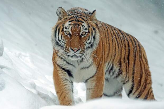 «Шутки кончились»: тигры начали использовать новый способ для нападений в Приморье