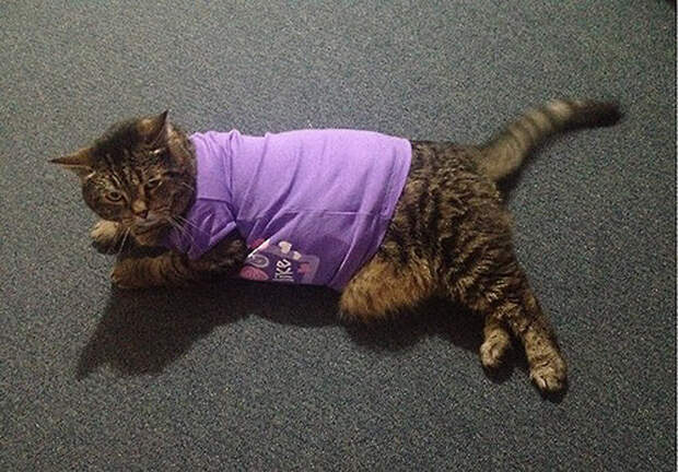 FatCats17 Толстокоты