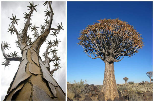 Колчанное дерево (алоэ), Намибия деревья, невероятное, природа, удивительное, флора