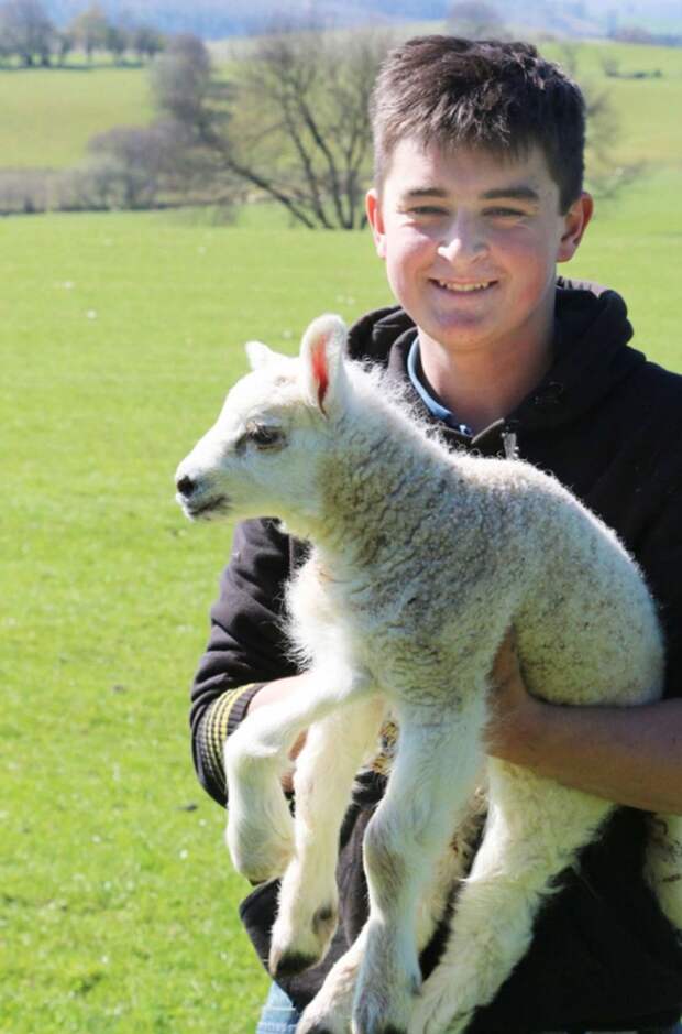 Jake the five-legged sheep with Sion Lloyd-Davies