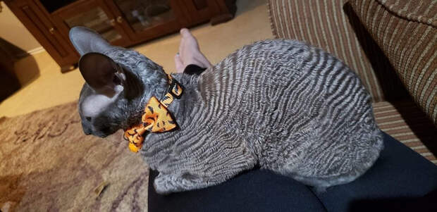 5111394_original (700x340, 244Kb)