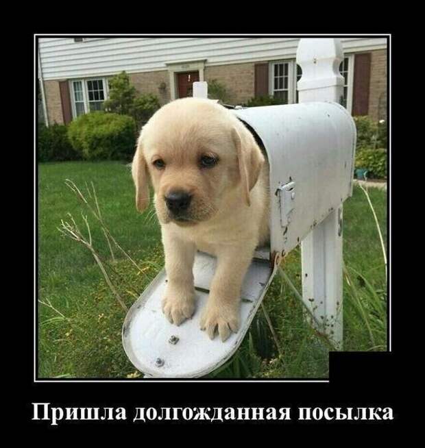 Образ собаки в демотиваторах