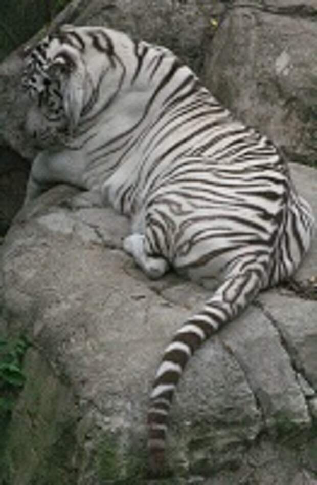 Белые тигры 14
