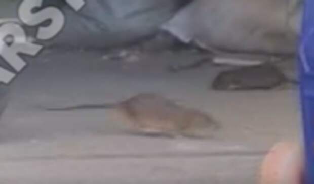 В Казани возле элитного ЖК поселилась стая крыс