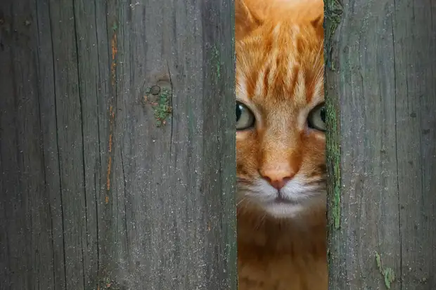 Что думаете?