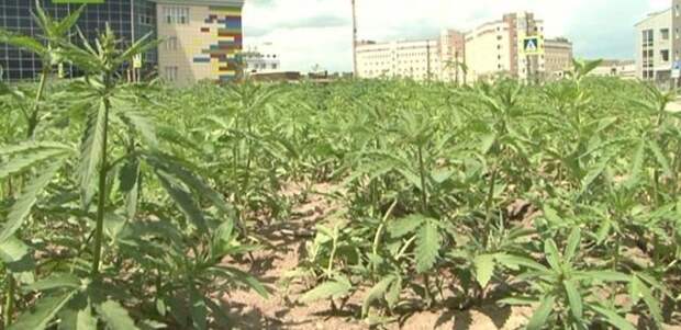 Возле здания Верховного суда Республики Хакассия выросла плантация конопли