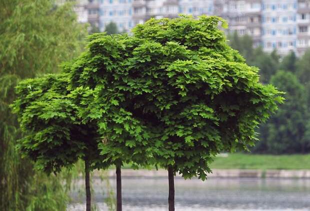 Собянин: Осенью в Москве высадят около 400 тысяч деревьев и кустарников. Фото: mos.ru