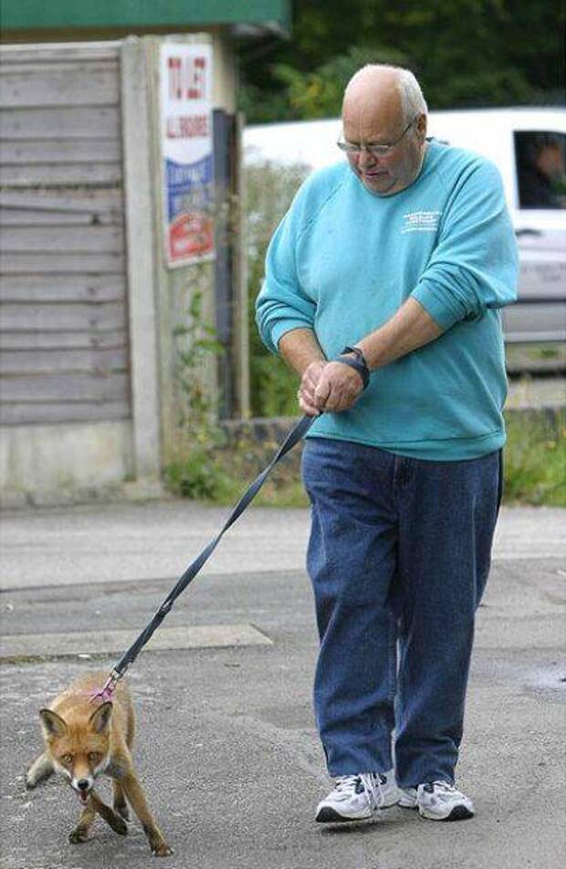 strange pet walking09