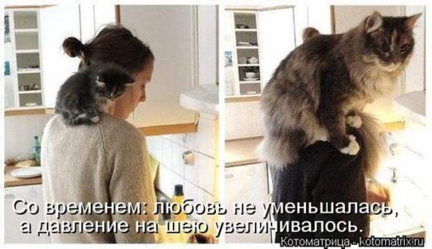 Котоматрицы(картинки с надписями)