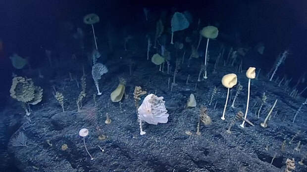 Подводный пейзаж с «инопланетными» существами. Изображение: кадр из видео