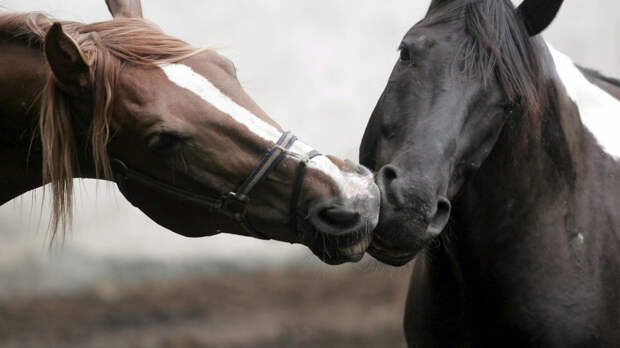 Kissing Animals