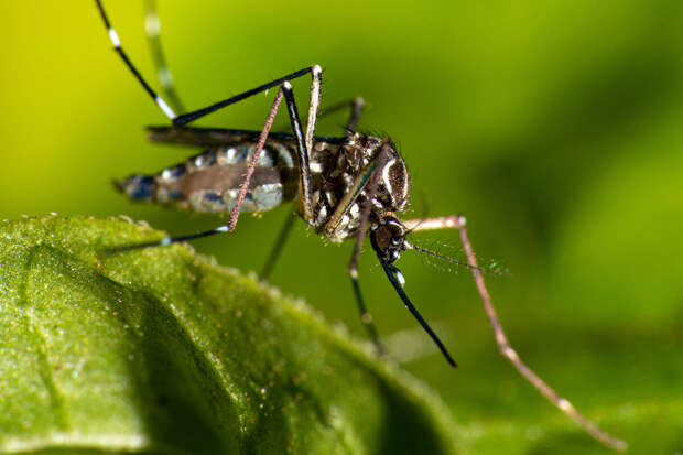 Биолог Марьинский предупредил о большом количестве насекомых предстоящей весной