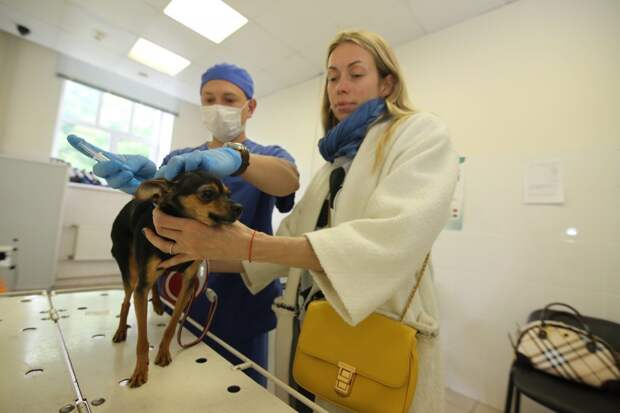 Вакцинация домашних животных от бешенства началась в Печатниках