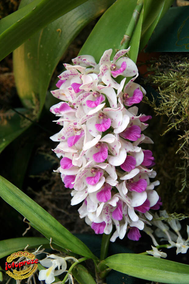 3439113449_0908e4fe47_b[1] (466x700, 218Kb)