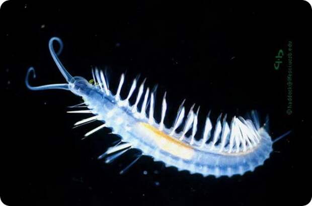 Черви бомбисты Swima bombiviridis