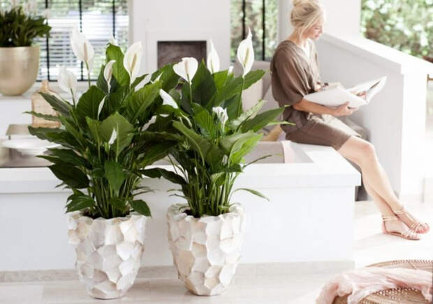 spathiphyllum-e1518029387134 (700x493, 268Kb)