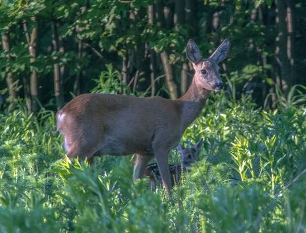 Косуля и ее детеныш фото (Capreolus capreolus)