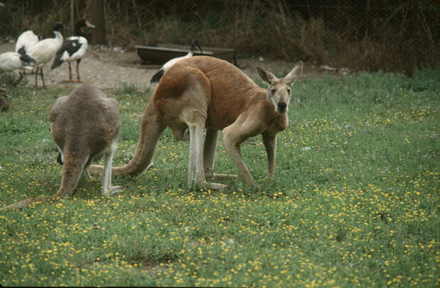 В Пермский зоопарк приехали два рыжих кенгуру Рон и Джинни