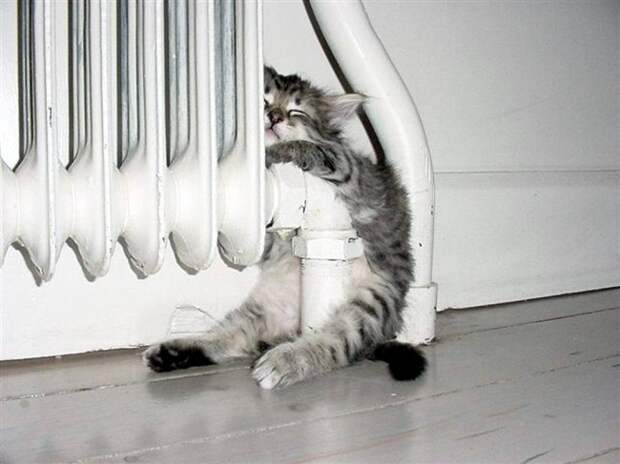 Коты, постигшие искусство сон-фу коты, спят