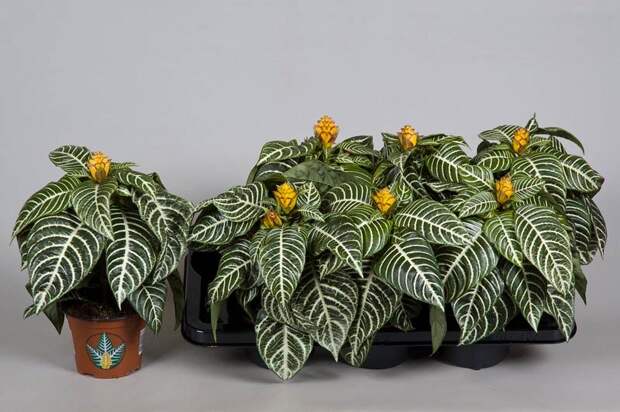 Комнатное растение Афеландра (Aphelandra)