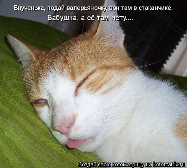 Котоматрица - Бабушка, а её там нету.... Внученька, подай валерьяночку, вон там в ст