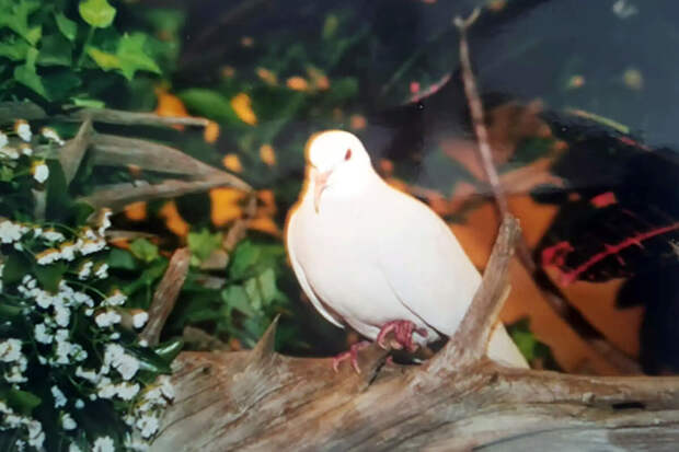 OC: голубь из США прожил 43 года, установив рекорд