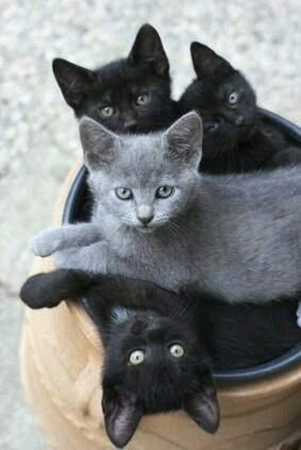 три черных и один серый котенок