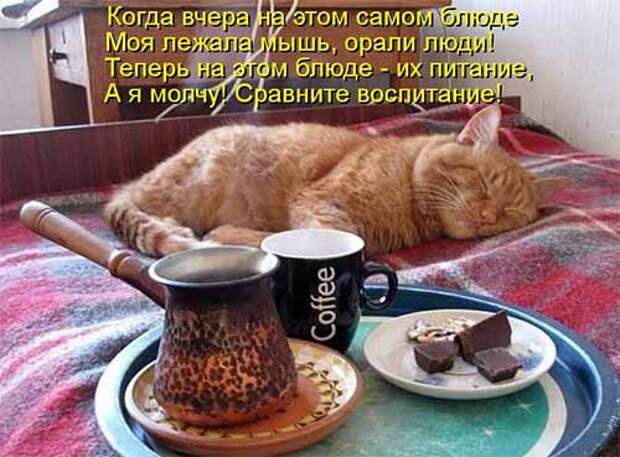 Кулинарные котоматрицы