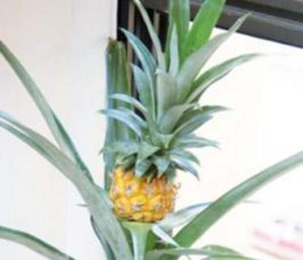 Как посадить ананас в домашних условиях
