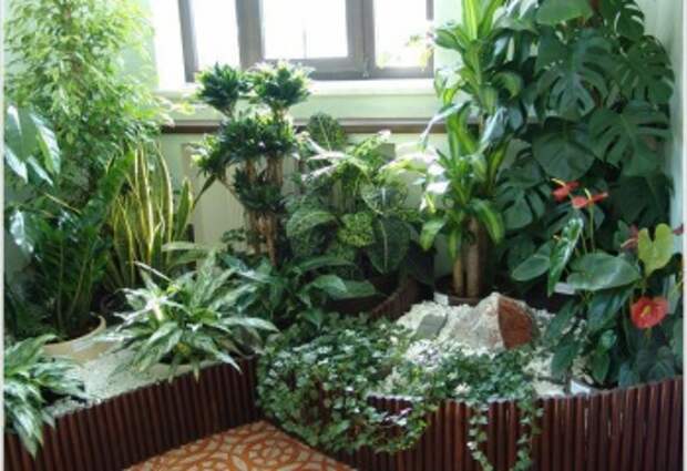 Какие растения можно держать дома