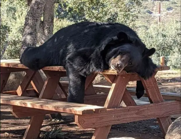 Забавные медведи и медвежата