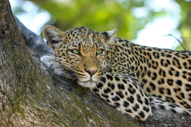 Леопард, Дикая Кошка, Большие Кошки, Ботсвана, Африка