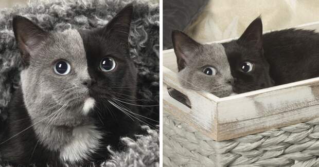 Rare Cat With Two Faces Is Taking Internet By Storm, And Its Photos Are Absolute Purrfection
