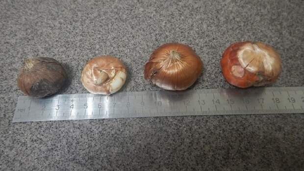 Луковицы орхидеи / Фото: пресс-служба Алтайской таможни